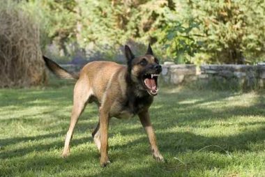 Oklahoma Dog Bite Lawyer | Animal Attack Attorney | Free Consultation
