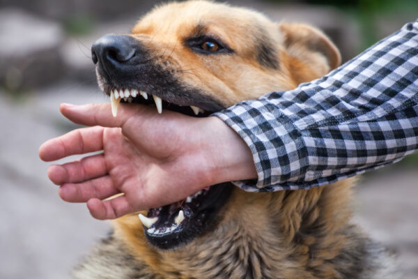 Common Injuries Resulting from Dog Bites in Oklahoma