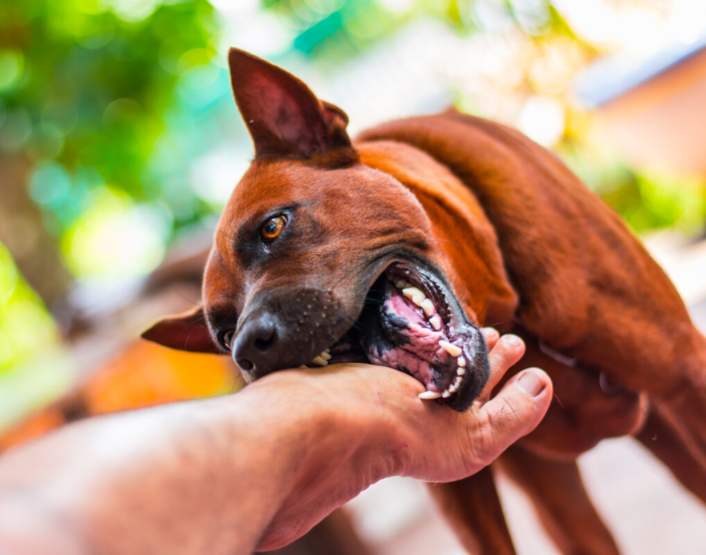 Understanding Comparative Negligence in Dumright Oklahoma Dog Bite Cases
