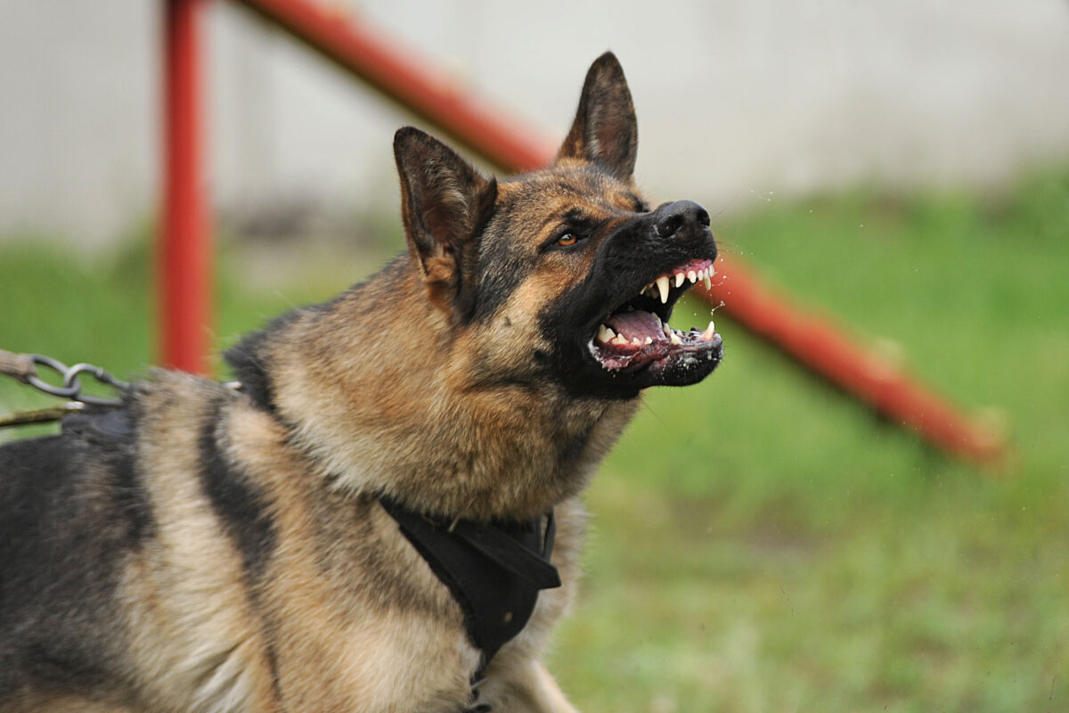 Factors Influencing Compensation in Logan County, Oklahoma Dog Bite Lawsuits
