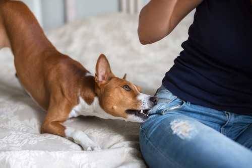 Dog Bite or Animal Attack Differentiating and Legal Implications in Perkins OK