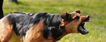 Proving Negligence in Dog Bite Cases Key Elements to Establish